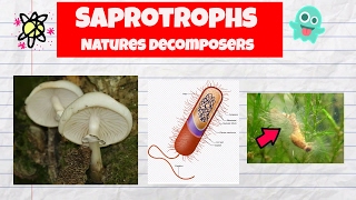 Saprotrophs ExamplesDecomposersFungiBacteriaWater mold [upl. by Stephana]