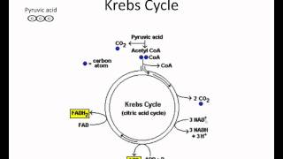 Krebs cycle video lessonwmv [upl. by Anayet]