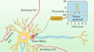 Summation of Postsynaptic Potentials [upl. by Wilden770]