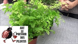 Conseil jardinage Adiantum capillusveneris capillaire Arrosage et entretien Plante dintérieur [upl. by Humberto]