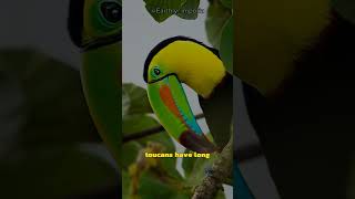 Captivating Toucan Bird Colorful Beaks Rainforest Natives and Unique Traits [upl. by Avonasac674]