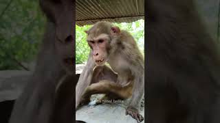 taro Bhari ek raat me tere khat padenge sath me❤️❤️trending monkey poor viral shorts hindisong [upl. by Pironi]