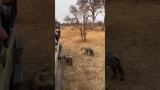 Young Hyenas showing interest in Tourist Vehicle  wildlife lion hyena viralshorts animals [upl. by Awahsoj]