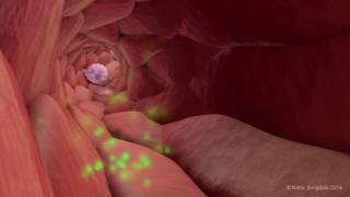 Extravasation of Neutrophils [upl. by Graff]