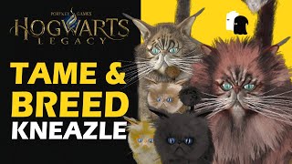 How to Get Male amp Female Kneazle Hogwarts Legacy Kneazle Breeding amp Offsprings [upl. by Annis]