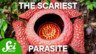 The 4 Creepiest Parasites on Earth This Will Keep You Up at Night [upl. by Nylak]