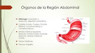 Topografía de la Región Abdominal [upl. by Harriot148]