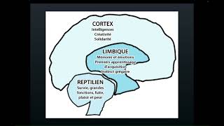 Structure cérébrale et perception [upl. by Fahland577]