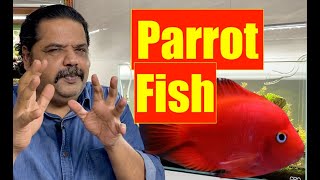 Blood Parrot Aquarium Fish  King Kong Parrot  Beginners Aquarium Fish  Mayur Dev Tips HD [upl. by Inessa]