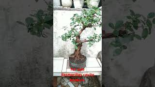 ficus nana bonsai  money maker plant [upl. by Aryek]