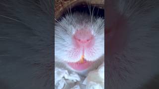 Hamster screaming 😮🐹 hampter [upl. by Cutcheon504]