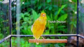 Canary song for mating training of beautiful Belgian canaries 163 [upl. by Rapsag]