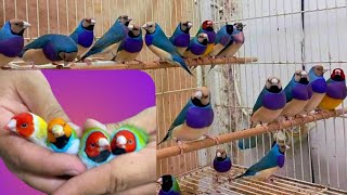 10 Most Beautiful Birds In The World Finch Bird Aviary In Bangladesh  Colourful Finch Birds Video [upl. by Myrwyn]