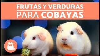 FRUTAS Y VERDURAS para cobayas 🐹  ALIMENTA TU CUY [upl. by Fahy405]