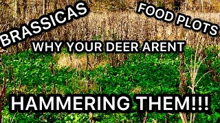 WHY THE DEER ARENT EATING YOUR BRASSICAS FOOD PLOTS [upl. by Marina]