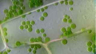 Cyclosis  Cytoplasmic streaming in plant cells Elodea  DIC microscope 1250x [upl. by Rozamond143]