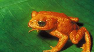 Animal Classifications Amphibians birds Reptiles Mammals insects amp fish [upl. by Yelich]