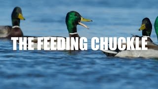 Mallard Calling — Feeding Chuckle [upl. by Alston]