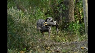 Jagdhund Braque du Bourbonnais Wasserarbeit  Spurlaut  Schleppe [upl. by Ellan495]