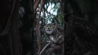 Owlfacts factsinhindi factshorts fact factvideo shorts viralvideo viral trending ytshorts [upl. by Yreffej868]