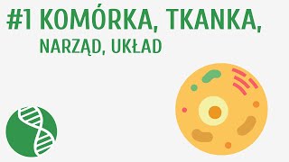 Komórka tkanka narząd układ 1  Homeostaza [upl. by Wenonah999]