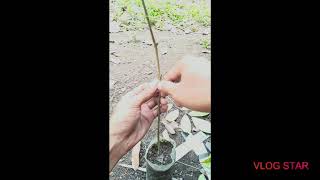 How to graft Lanzones fruit trees  LANZONES PROPAGATION [upl. by Birgit]