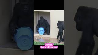 Female gorilla intimidates her bro with a blue bucket gorilla Annie shabani [upl. by Tybi]