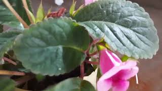 my pink Sinningia plant has flowers [upl. by Oona]