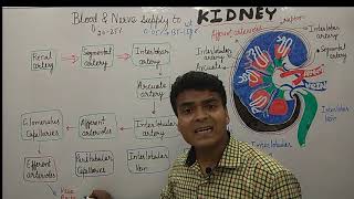 kidney blood supply  Urinary system Nerve Supply  MCQ on Excretory System [upl. by Alyakam366]