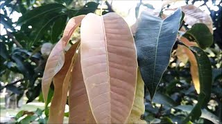 Mango Tree  Mangifera indica  Evergreen Fruit Tree [upl. by Horace]