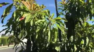 Molix Sapodilla fruit tree [upl. by Eihctir876]