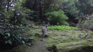 Pallas Cat Otocolobus Manul Felis Diergaarde Blijdorp Rotterdam Zoo HD Video [upl. by Aihselef]