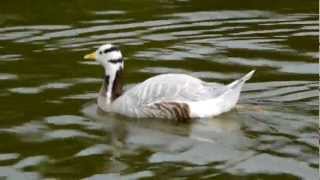 Barheaded Goose Anser indicus  Streifengans oder Indische Gans 3 [upl. by Asir]