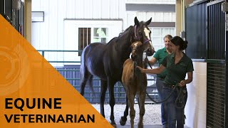 Equine Veterinarian  Future Jobs l Explore a Career as a Horse Doctor [upl. by Haleemaj]