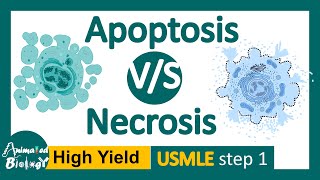 Apoptosis vs Necrosis  5 differences between apoptosis and necrosis  USMLE step 1 [upl. by Fiore3]