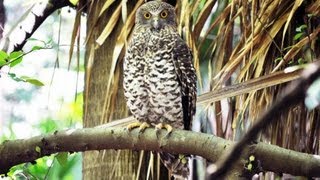 Profile of Australias largest owl  the Powerful Owl [upl. by Marje196]