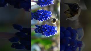 🌾☆⁴•² Grape Hyacinth Genus Muscari in Asparagus Family Asparagaceae¹ [upl. by Allix904]