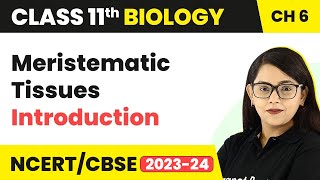 Meristematic Tissues  Introduction  Anatomy of Flowering Plants I Class 11 Biology [upl. by Elleynod]