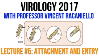 Virology Lectures 2017 5 Attachment and Entry [upl. by Laing]