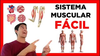 ✅SISTEMA MUSCULAR FACIL funciones clasificación partes Fisiologia y Anatomia [upl. by Anauqed]