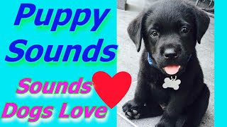 Puppy Sounds  Sound That Makes Dog Tilt Head Left amp Right GUARANTEED [upl. by Leaw]