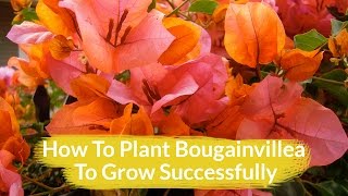 The 1 Important Thing To Do When Planting Bougainvillea Plus Other Tips Too  Joy Us Garden [upl. by Range42]