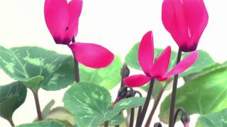 Blooming Cyclamen TimeLapse [upl. by Tatum]