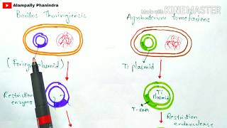 Bt cotton production  Bacillus thuringiensis  Action of Bt toxin  Advantages  Cry gene [upl. by Tegirb]