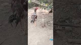 aseelmurga motivation motivational bollywood attitude shayari aseelhenfarm punjabisong bird [upl. by Ehsrop]