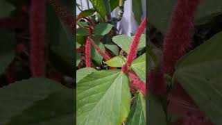 Acalyphahispida plants garden youtubeshorts whatsappstatus trending shortvideo [upl. by Koziara]