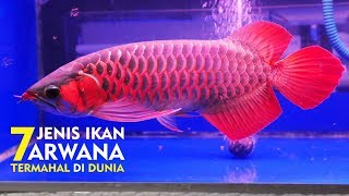 Ikan Termahal Asal INDONESIA Di Akui DUNIA  7 JENIS IKAN ARWANA TERMAHAL DI DUNIA [upl. by Sillad]