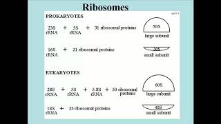 101 Ribosomes and Polysomes [upl. by Jerrilee]