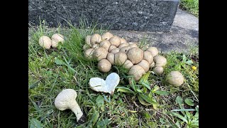 Identifying the Stump Puffball and the Common Puffball with ending [upl. by Pani]