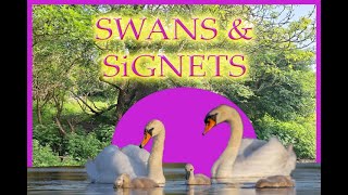 SWANS AND SiGNETS HAViNG A SPLASHTASTiC TiME [upl. by Templer215]